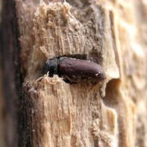 wood-borer